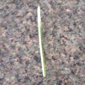 selling natural piece  of grass